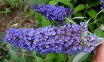 buddleja