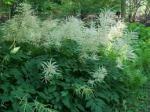 aruncus dioicus