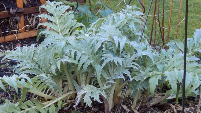 Artichokes- now's the time to plant 'slips' or suckers, says Evelyn