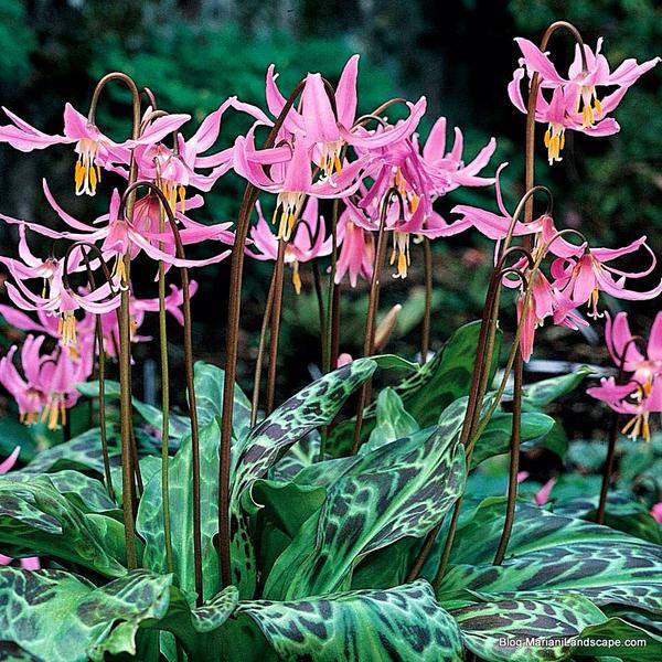 Dogtooth violet (Erythronium americanum) via Mariani Landscape Blog