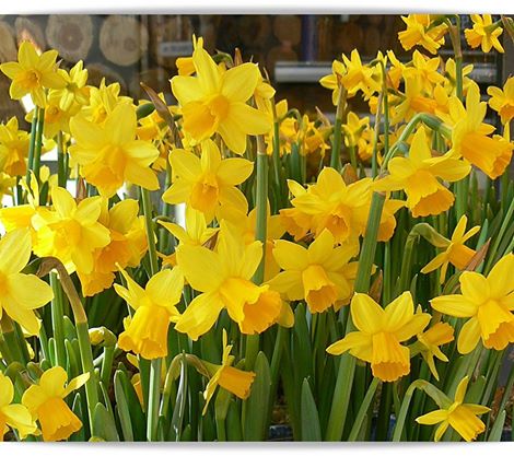 Picture by Eva Kovacs