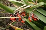 iris foetidissima fruits