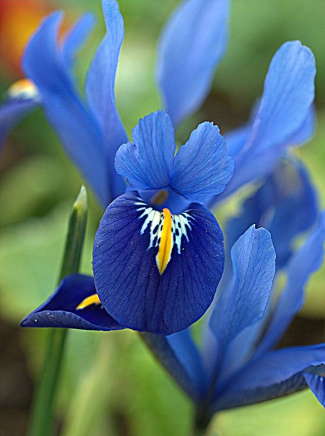 Blue Iris by Gina Gray