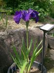 Iris_ensata_var_ensata1