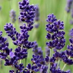 lavandula imperial gem