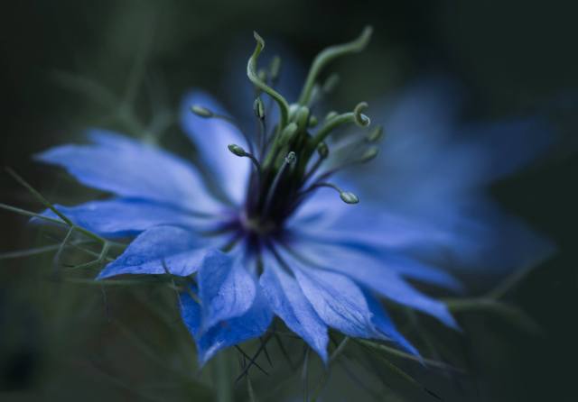 Nigella ('Love in a Mist') picture by Linda Bullock