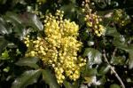 mahonia aquifolium