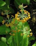 primula prolifera
