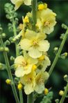 verbascum gainsborough