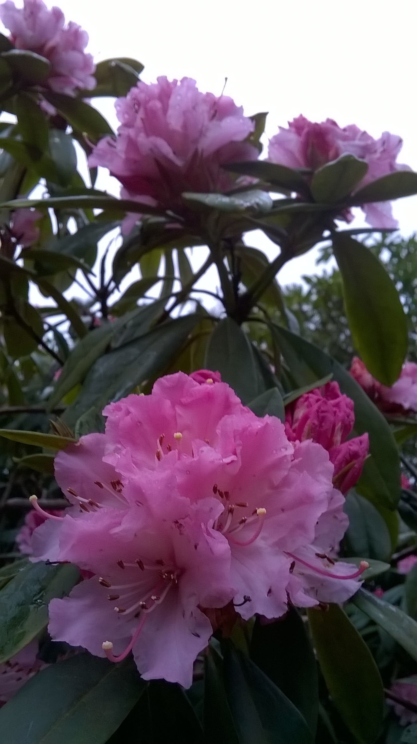 PicPost: Repton Rhodo | Old School Garden