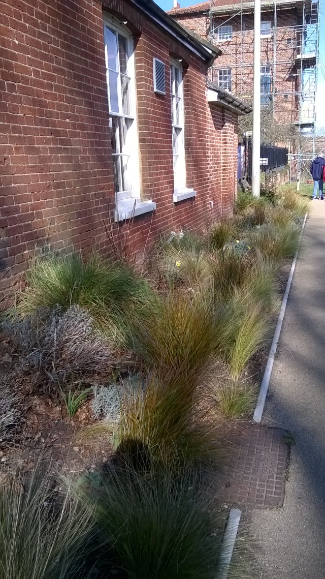 The entrance border at Gressenhall- grasses have really taken hold and will sonn be joined by 'Mount Hood' Narcissus and pink Tulips