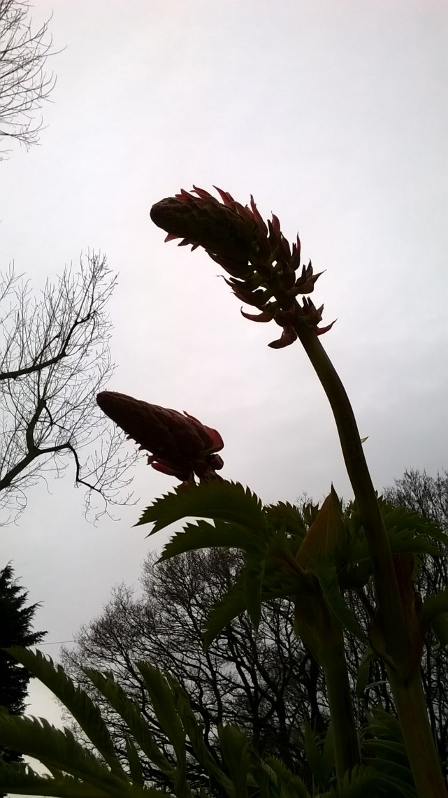 Meianthus flower heads- to flower or not to flower?