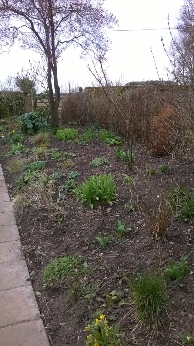 One of the Terrace Mixed borders, newly 'tickled' and starting to green up