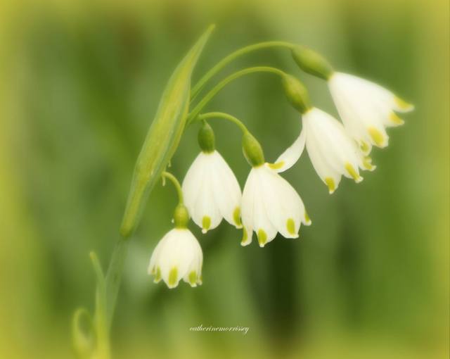 Snowflakes- picture by Catherine Morrisey