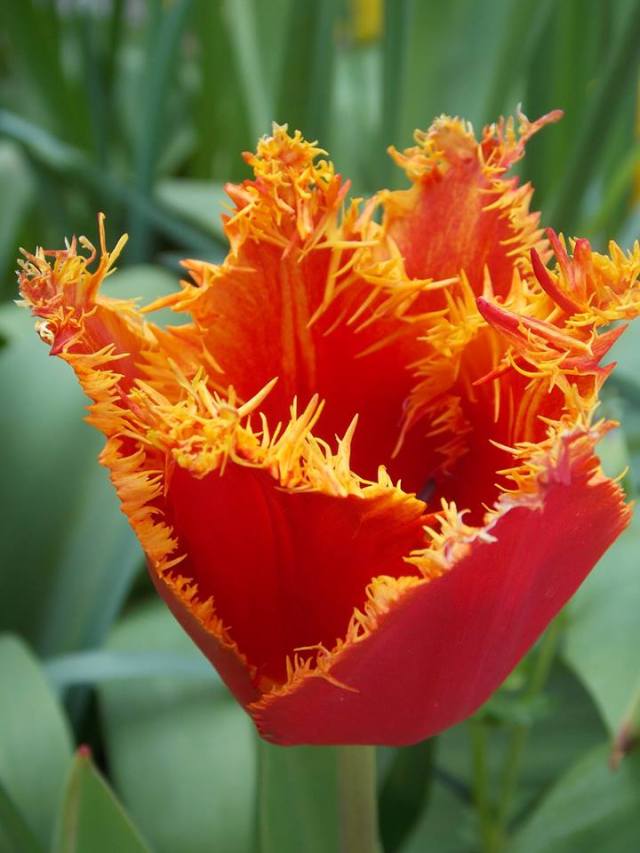 Tulip at Oxburgh Hall, Norfolk. picture: Kelly Boldero