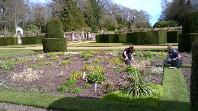 Weeding away in the main parterre borders