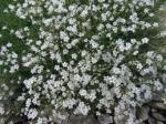 gypsophila