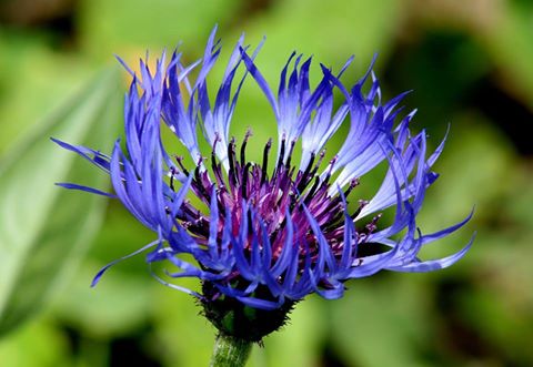 Centaurea- Photo by Lill Dunne