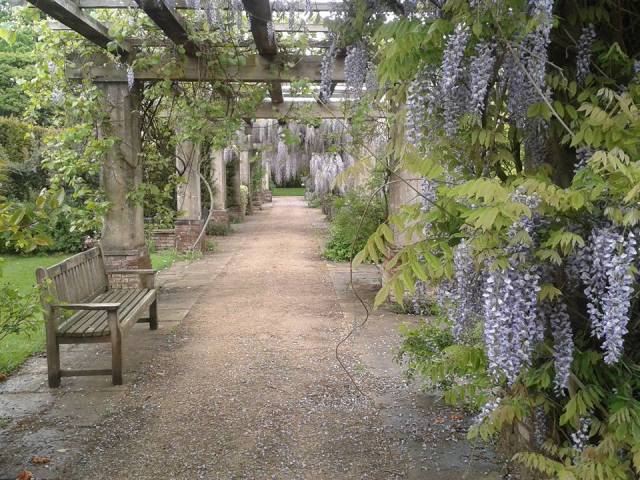 Wisteria Walk, Stoke Poges Memorial Gardens