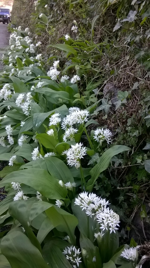 Wild Garlic at the foot of a Devon Hedge, Whitchurch