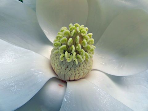 Picture of a Southern Magnolia by Ellen Zillin