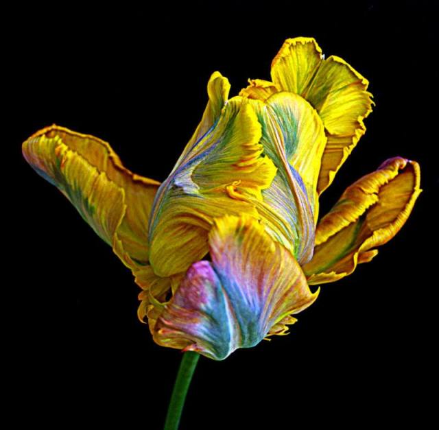 Picture of Parrot Tulip by Gina Gray