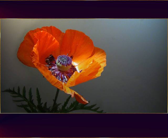 Picture by Ilona E. Stefan