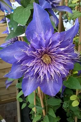 Picture of a Clematis by John Aspley