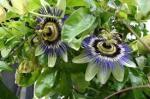 passion flower