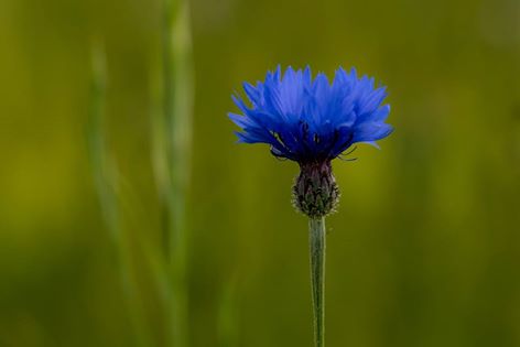 Cornflower by Sarah Walters