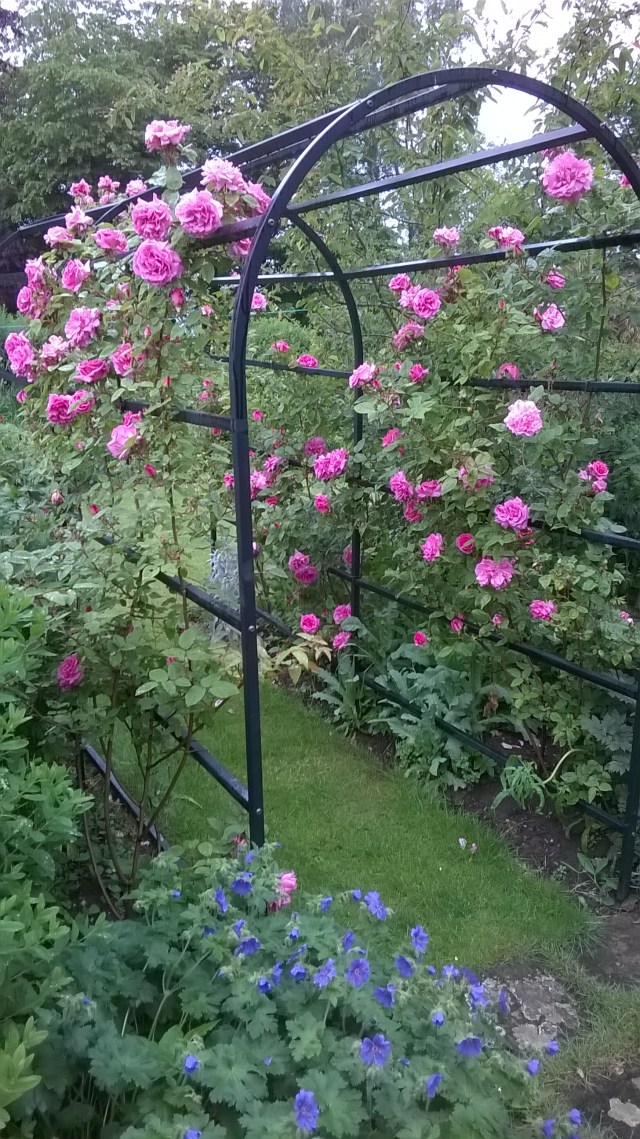 'Zephirin Drouhin' looking good this year on a tunnel at Old School Garden