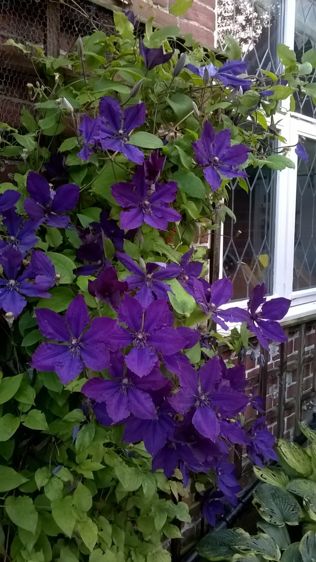 WP_20150731_20_12_11_Pro