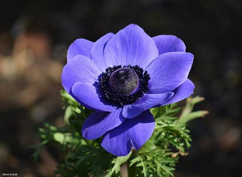 Anenome, picture by Steve Kozub