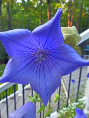 Picture by Ellen Zillin