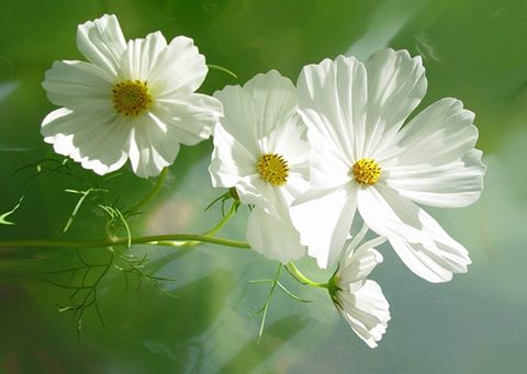 Cosmos by Ilona E. Stefan