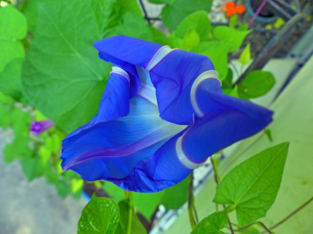 Picture by Ellen Zillin