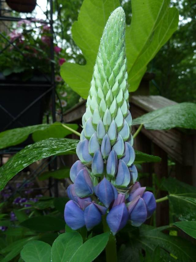 Picture by Ellen Zillin