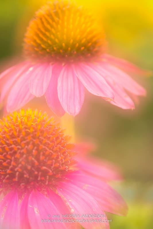 Picture by Melissa Anderson