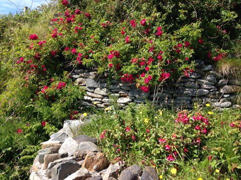 Picture by Philomena Brady