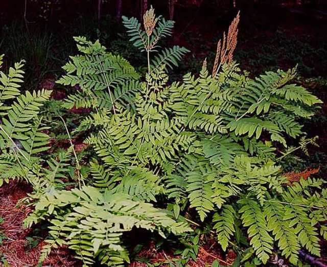 The Regal Fern