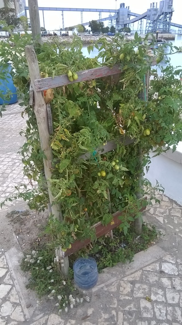 Saw this collection of tomatoes growing along side the street in Trafaria, Portugal. Pick your own... 