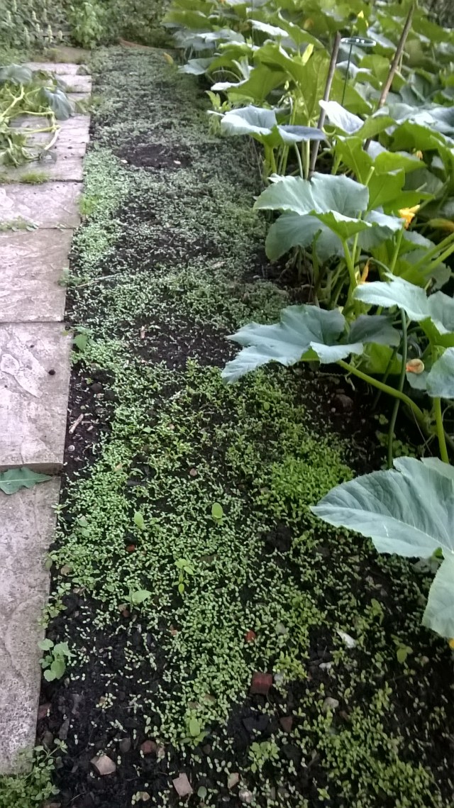 Sweet William seedlings in a nursery bed, just avoiding being smothered by the squashes!