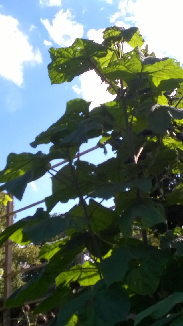 Pawlonia- massive foliage