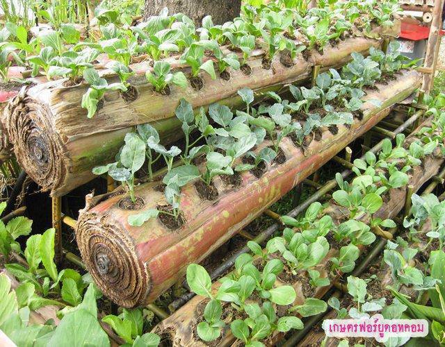 Banana trunks hollowed out and used as planters....