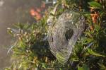blickling web 2