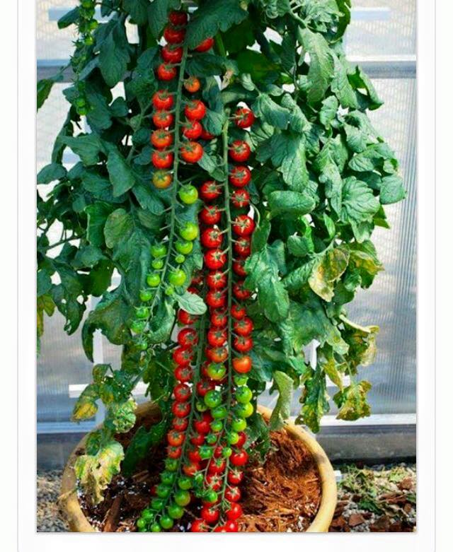 Necklace Cherry Tomatoes