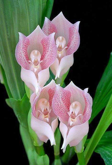 praying angels orchids