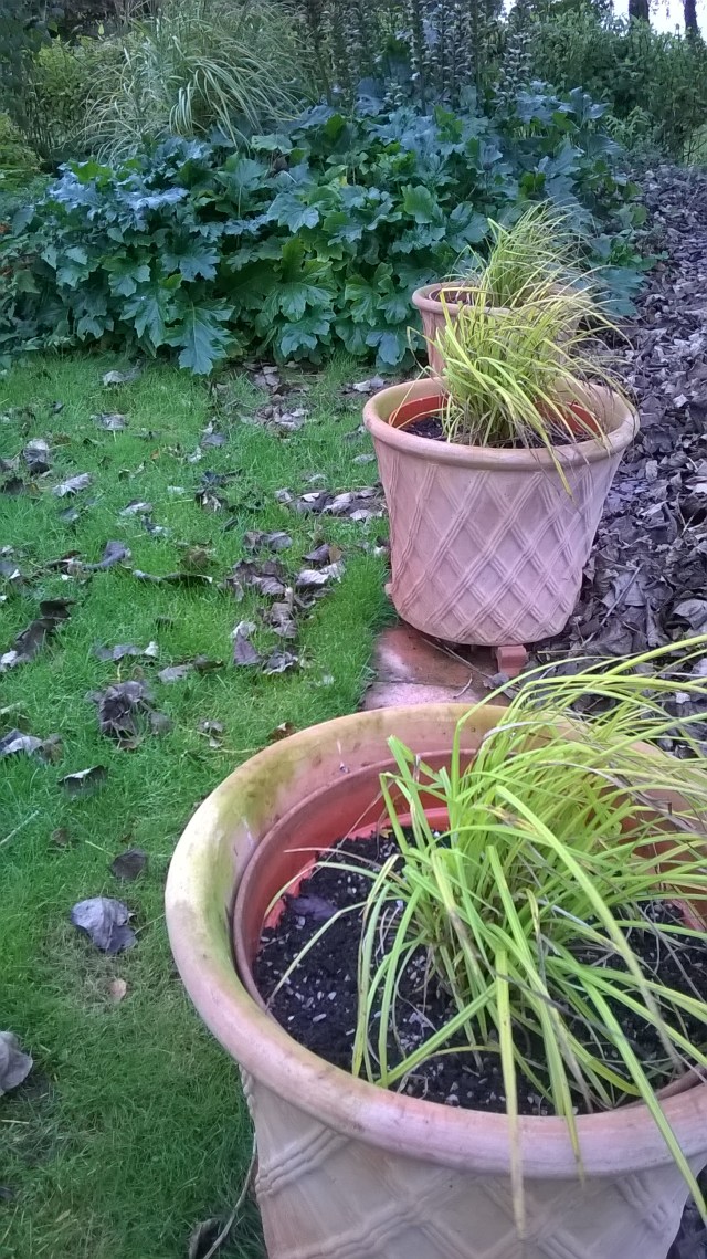 The switchover has begun...the tender plants formerly in these pots are on their way to the greenhouse..to be replaced by Carex elata aureum ('Bowles Golden Grass') and tulips to come..