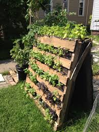 Maximise space by using vertical growing containers like this simple 'A' Frame made from pallets