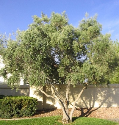 An Olive Tree in a garden setting
